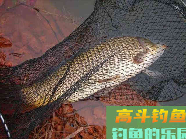 从钓获这条金鳞红尾的野生鲤鱼,谈谈我钓鲤鱼的经验 从钓获这条金鳞红尾的野生鲤鱼,谈谈我钓鲤鱼的经验