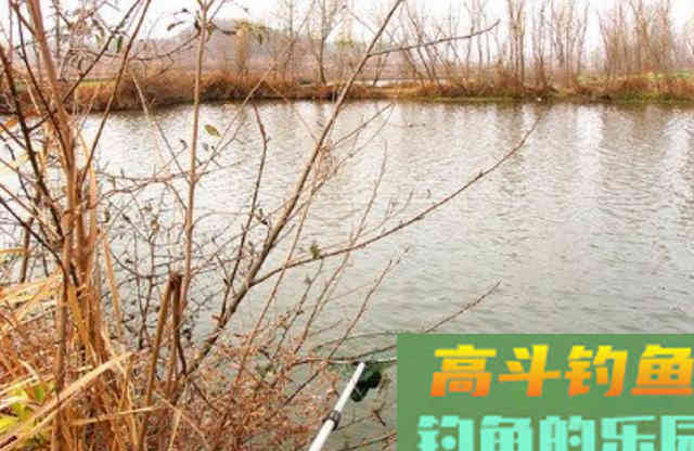 冬钓鲫鱼,要选对钓组,注意饵料状态 冬钓鲫鱼,要选对钓组,注意饵料状态