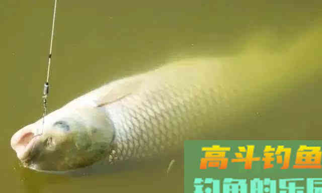 如何钓草鱼?应因地制宜,分析鱼情特点正确选择钓底 如何钓草鱼?应因地制宜,分析鱼情特点正确选择钓底