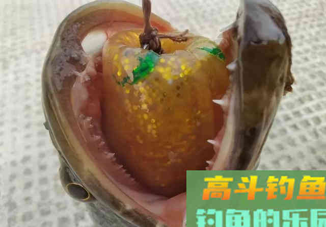 钓黑鱼的黄金季节要到了 钓黑鱼的黄金季节要到了