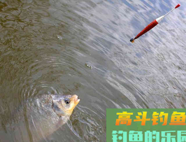 黑坑钓鲫鱼，牢记8个细节，掌握3个技巧，钓好鱼不难