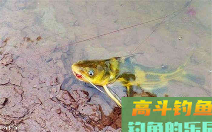 秋季钓黄颡鱼,两个技巧让你满载而归 秋季钓黄颡鱼,两个技巧让你满载而归