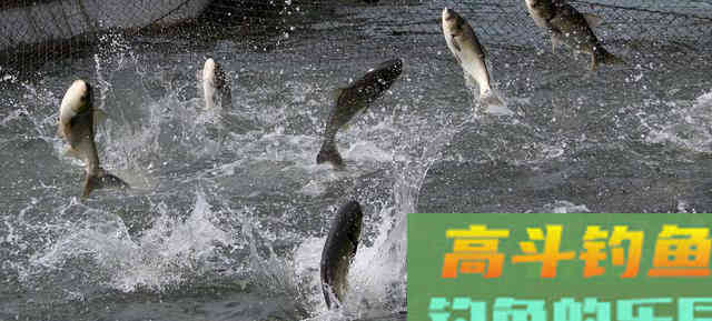 这套鲢鳙钓法，心情不好时，就用这种钓法去过瘾