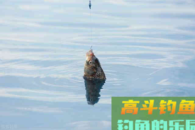 冬季鲫鱼怎么钓？长竿短线才是王道