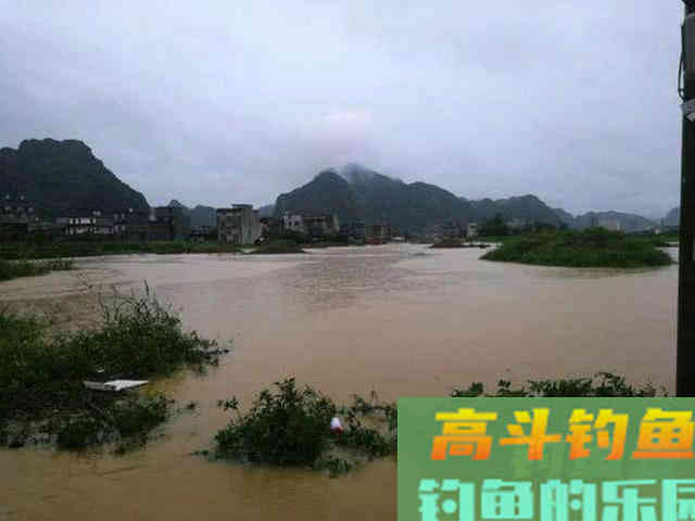 浑水钓黄颡的方法，特有效