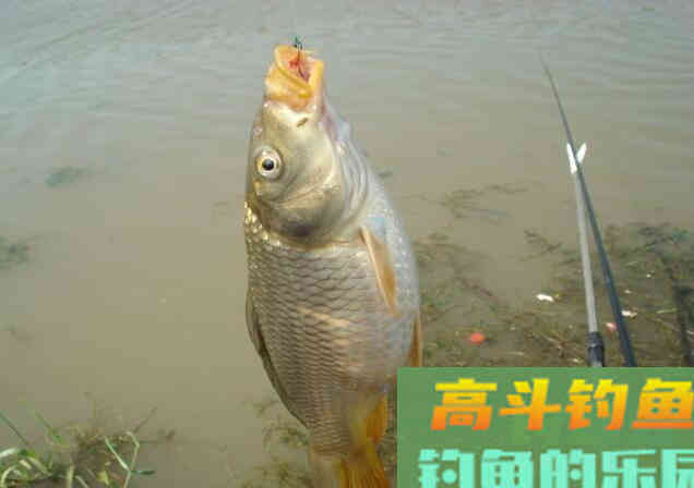 钓鱼中鲤鱼不开口怎么办?原因及处理方法 钓鱼中鲤鱼不开口怎么办?原因及处理方法