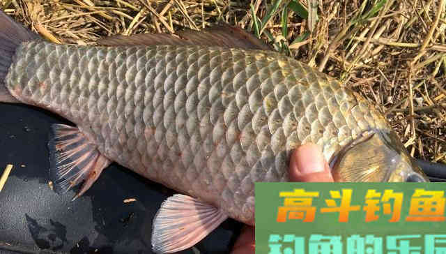 秋钓大鲫鱼，这三招偷偷告诉你，爆护了记得告诉我