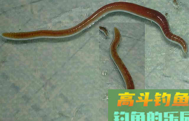 钓鲟鱼之前,你得搞明白鲟鱼喜欢吃什么 钓鲟鱼之前,你得搞明白鲟鱼喜欢吃什么