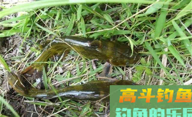 深秋野钓黄颡鱼,在这四种位置下竿 深秋野钓黄颡鱼,在这四种位置下竿