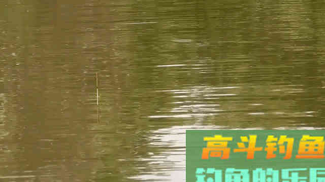 手竿钓鲢鳙：细分4个原因，避免有口不中鱼的提空竿