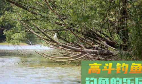 钓不到鲤鱼的原因，没有其他，其实就是以下的6点
