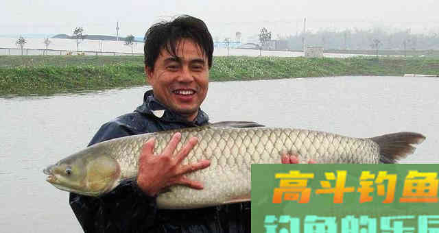 如何钓草鱼?应因地制宜,分析鱼情特点正确选择钓底 如何钓草鱼?应因地制宜,分析鱼情特点正确选择钓底