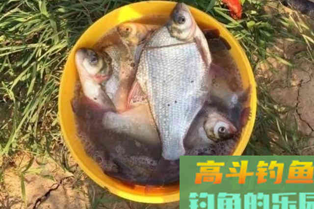 秋钓鳊鱼大有讲究！二十年老司机再次透露绝招
