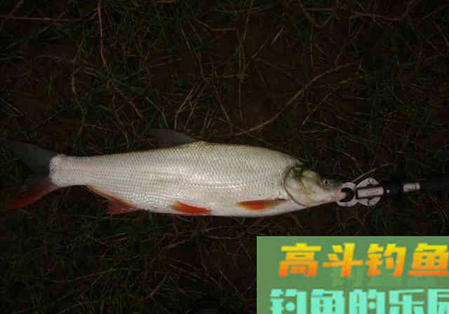 如何钓到蒙古红鲌？嘴巴地包天，俗称红尾巴