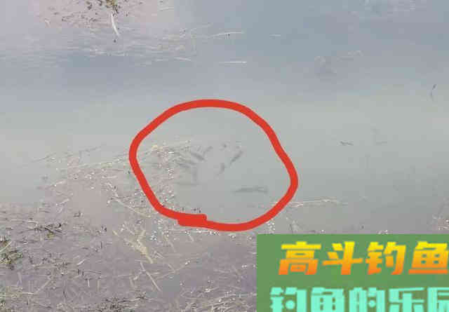 鲫鱼不吃饵那是离底了,初冬水温分层,别守深水钓底 鲫鱼不吃饵那是离底了,初冬水温分层,别守深水钓底