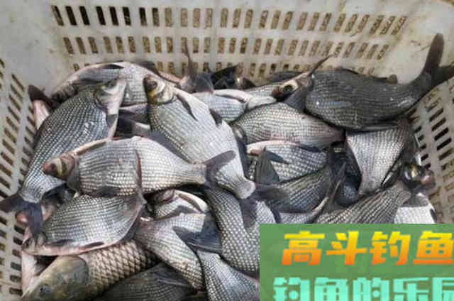 到了伏天，居然还嫌鳊鱼不好钓？按我说的做吧
