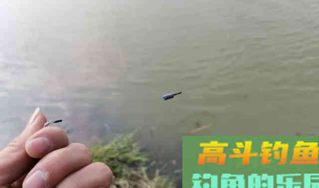 入伏后钓鲢鳙，总是调不好漂，怎么办