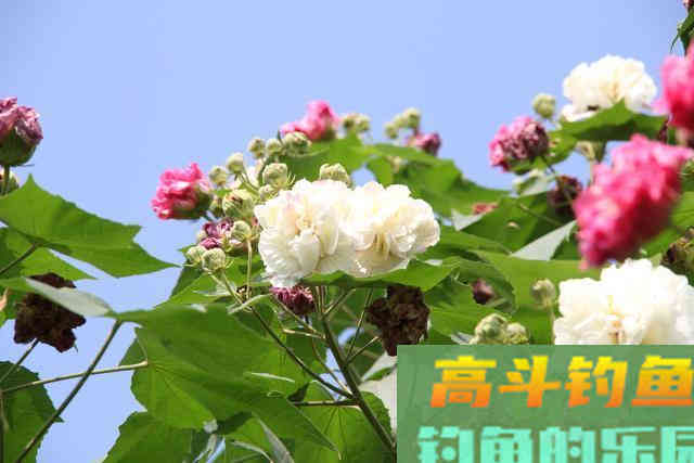 只要窝子打得对路子,连蚯蚓都能钓上来草鱼 只要窝子打得对路子,连蚯蚓都能钓上来草鱼