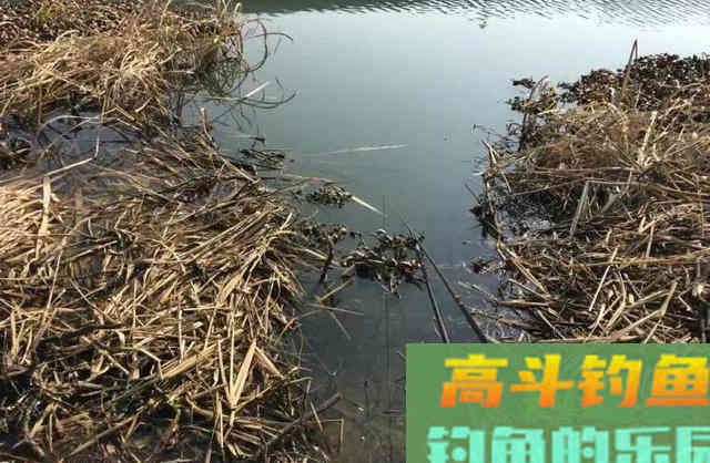 冬季钓鲫鱼的&ldquo;秘密&rdquo;，只用一杆一线一桶