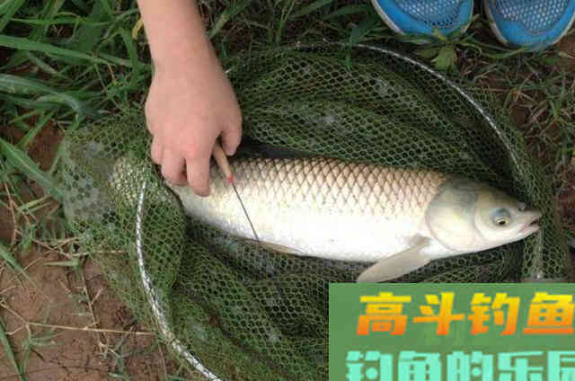 再次提醒：草鱼按我说的钓，隔三五天必钓一次
