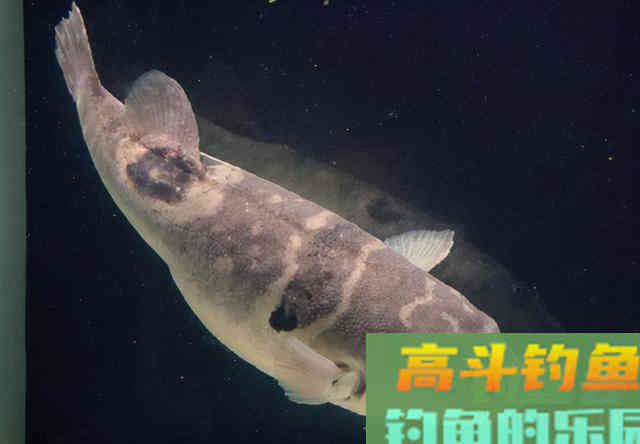 河豚到底能不能钓，得搞明白河豚是淡水鱼还是咸水鱼