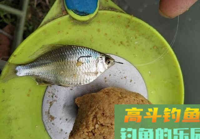 野河短竿抽钓，拉饵离底滑钓鲫鱼，30多条鲫鱼连竿咬钩