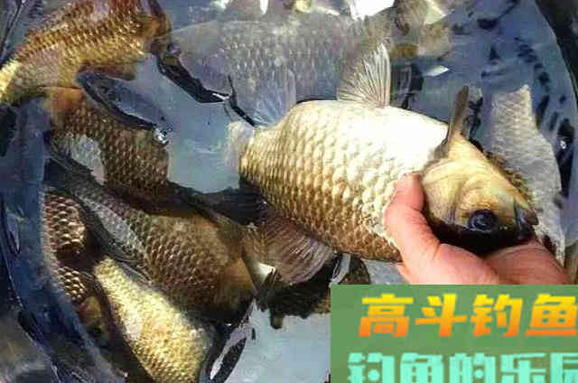 诱钓大板鲫还得用这狠招,试一试便知真假 诱钓大板鲫还得用这狠招,试一试便知真假