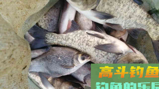 夏钓鲢鳙牢记这四大禁忌 夏钓鲢鳙牢记这四大禁忌