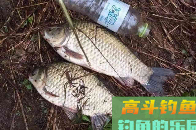 天冷,大鲫鱼就没食欲,唯独这五字用饵秘诀最管用 天冷,大鲫鱼就没食欲,唯独这五字用饵秘诀最管用