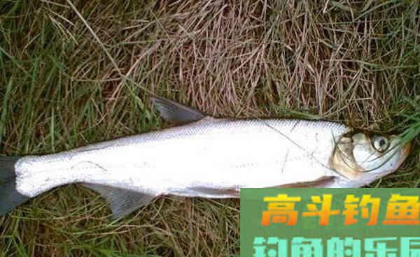 没钓过大翘嘴?试试这种方法,简单实用,鱼获有保障 没钓过大翘嘴?试试这种方法,简单实用,鱼获有保障