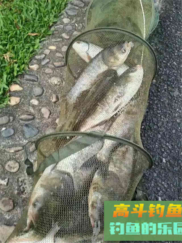 降温后钓鲢鳙攻略