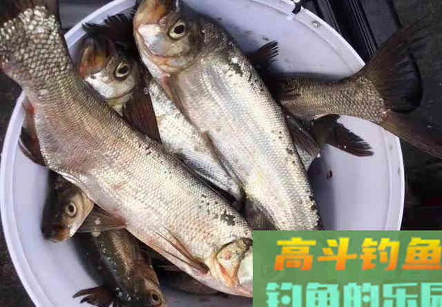 从钓位选择到装备搭配,手把手教你野钓翘嘴鱼 从钓位选择到装备搭配,手把手教你野钓翘嘴鱼