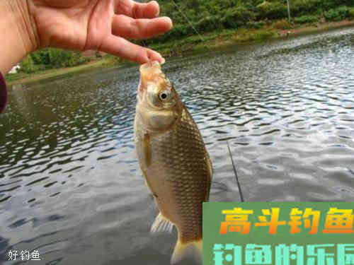 钓鲫鱼用几号钩?3个因素有影响 钓鲫鱼用几号钩?3个因素有影响