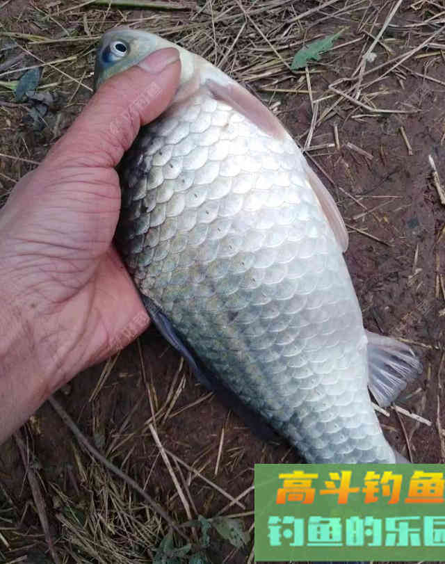 初春双竿钓鲫鱼的一点体会