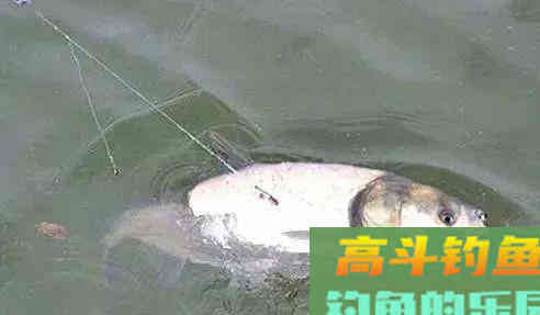 鲢鳙好不好钓？答案：好钓