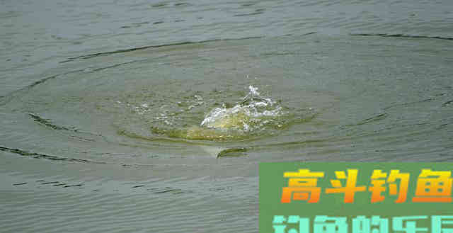 都说春季的浮头鲫,是看得着打不中 都说春季的浮头鲫,是看得着打不中
