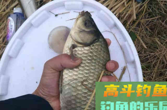 冬天太冷，我就喜欢用这鲫鱼钓法