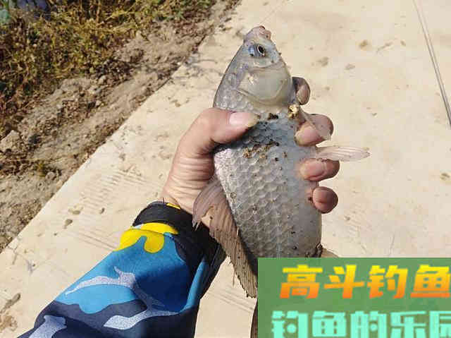 掌握这些作钓技巧，想钓大鲫鱼也没想象的那么难！