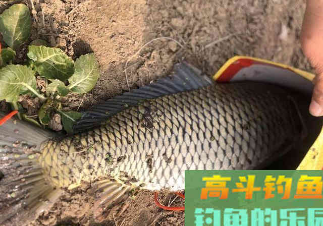 钓草鱼的季节,参照这套垂钓攻略,钓获大草鱼不难 钓草鱼的季节,参照这套垂钓攻略,钓获大草鱼不难