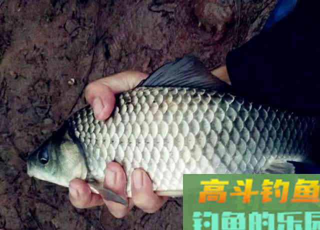 入秋如何钓鲫鱼?老手爆钓30斤的秘诀在这里 入秋如何钓鲫鱼?老手爆钓30斤的秘诀在这里