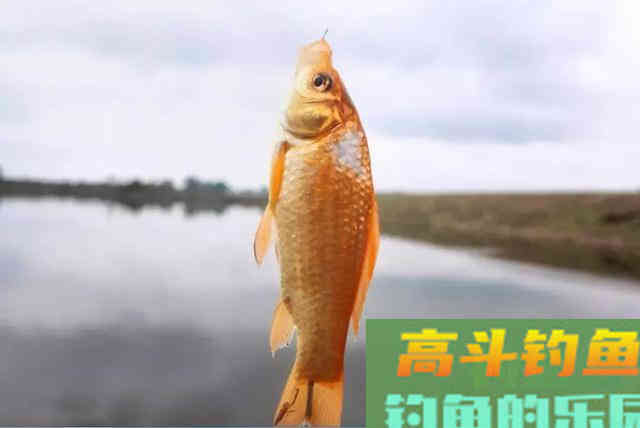 秋季钓鲫鱼,选钓时钓位和窝料搭配原则 秋季钓鲫鱼,选钓时钓位和窝料搭配原则