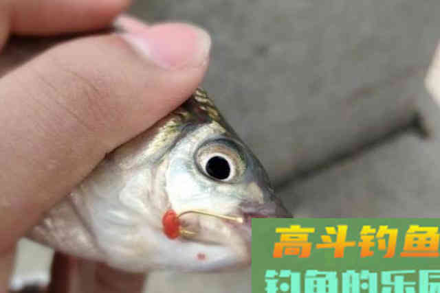天冷，钓大鲫鱼，试过这3招的人，没一次空手而归