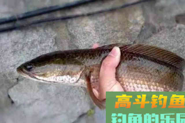 难怪黑鱼钓了一条又一条，原来老司机用了这绝活