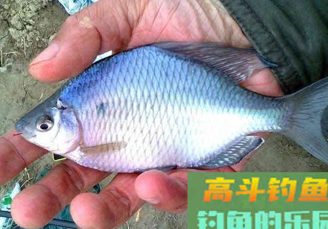 曾经无人问津的鳑鲏鱼，为何摇身一变成精灵