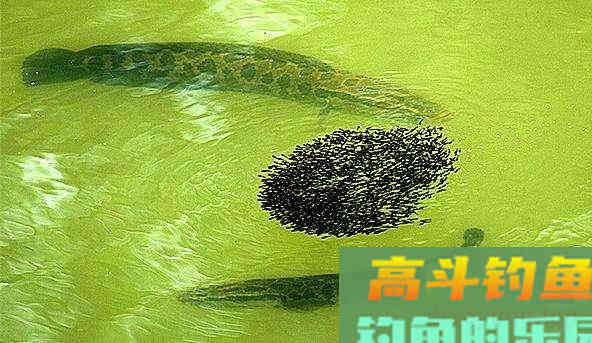 黑鱼的生存方式，以及哺育小黑鱼的理解