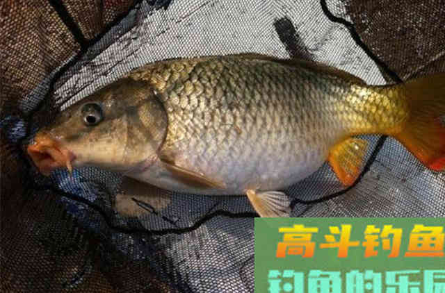 自从用了这鲤鱼钓法,一支竿都忙不过来
