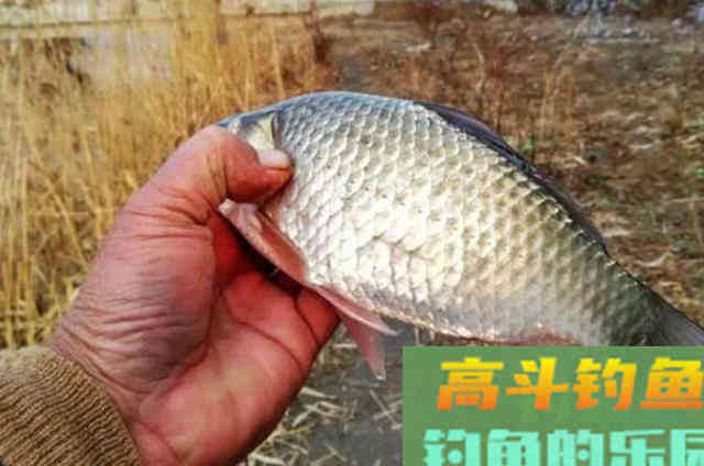 钓野生鲫鱼,最正确的4个鱼钩用法 钓野生鲫鱼,最正确的4个鱼钩用法