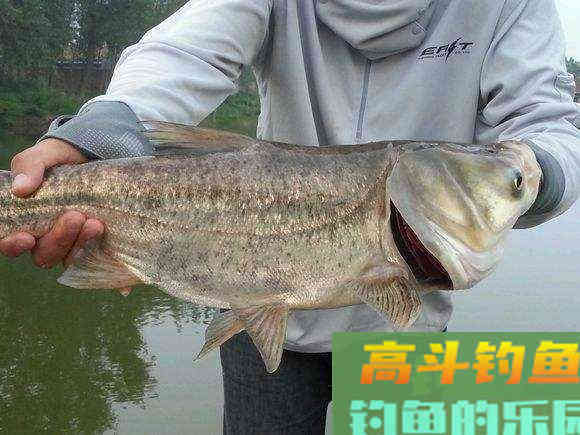 春末夏初，手竿抽鲢鳙正当季，注意这四点