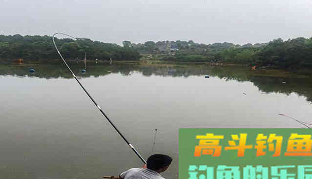 唯一一种鱼没牙齿贵的鱼，青鱼的无奈，四大家鱼中最难的一位