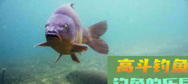 索性将手竿钓鲢鳙之四大要素就此分享 索性将手竿钓鲢鳙之四大要素就此分享